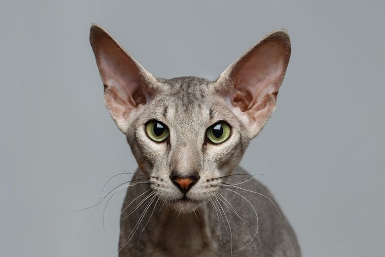 • Peterbald (Sphynx de Saint-Pétersbourg)