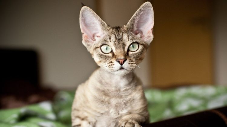 Devon Rex