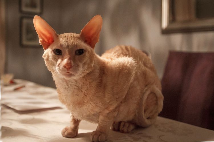 Cornish Rex