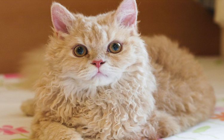 Selkirk Rex