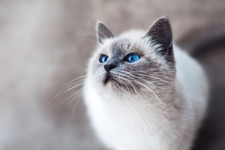 Un chat aux yeux bleus