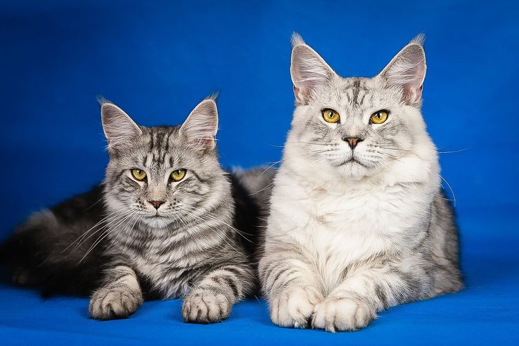 Maine Coon