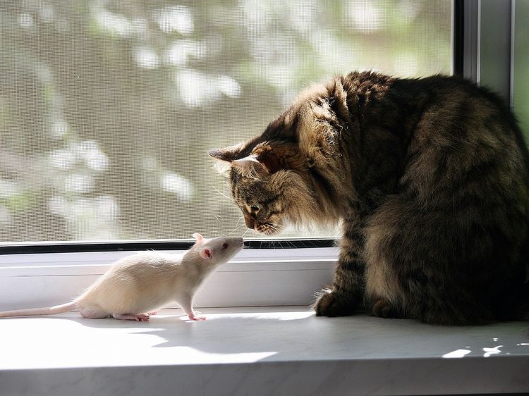 Un chat renifle un rat
