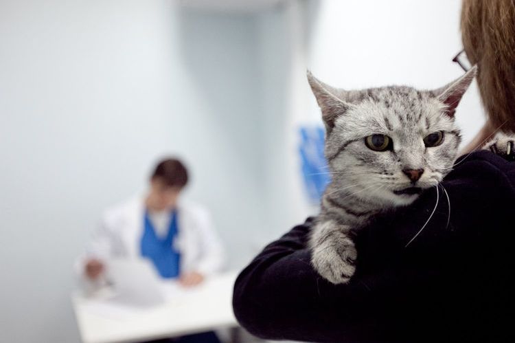 Un chat dans une clinique vétérinaire