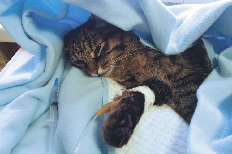 Radiothérapie pour chats