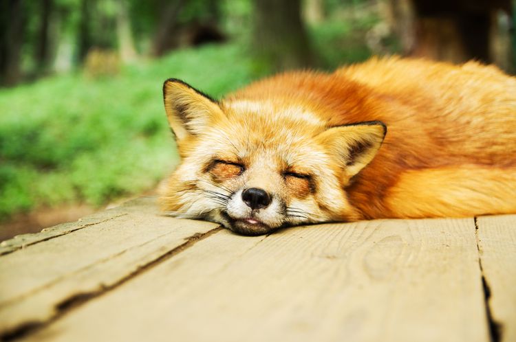 Le renard dort