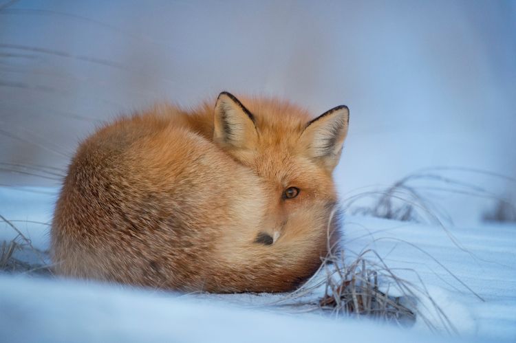 Renard en hiver