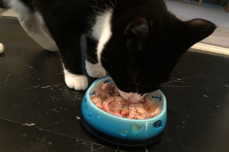 Le chat mange des aliments en conserve Mnyams.