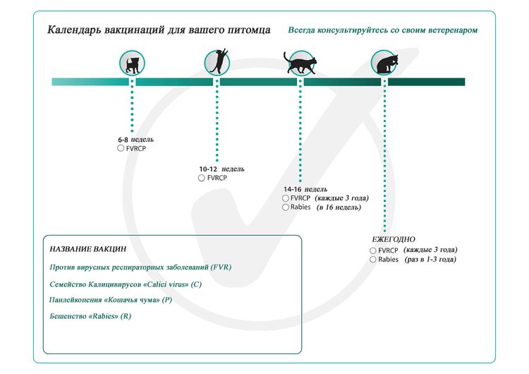 Calendrier de vaccination des chats