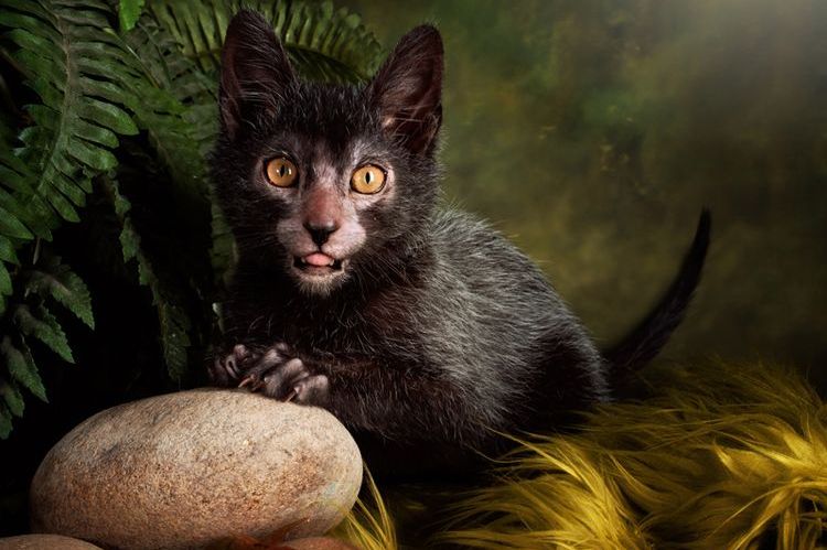 Lykoi