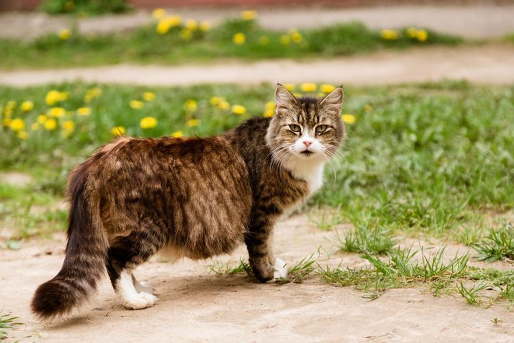 Le chat se promène dans la rue