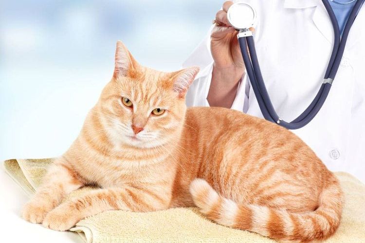 Un chat chez le vétérinaire