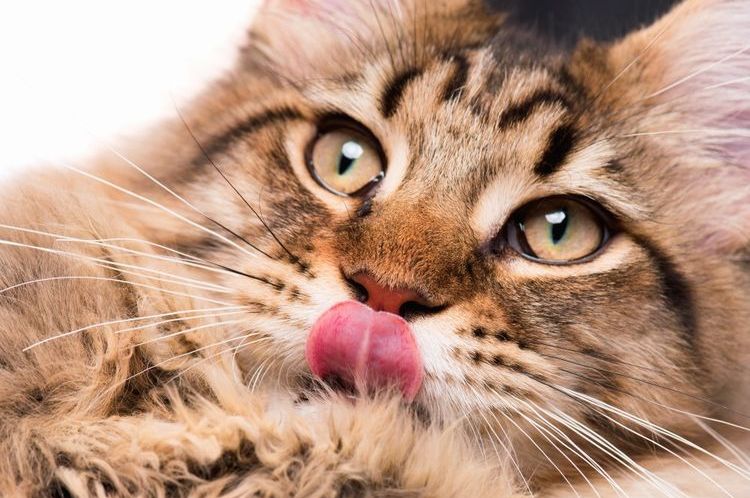 Le chat se lèche les babines