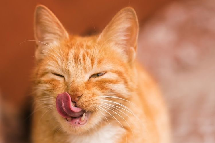 Le chat roux se lèche les babines