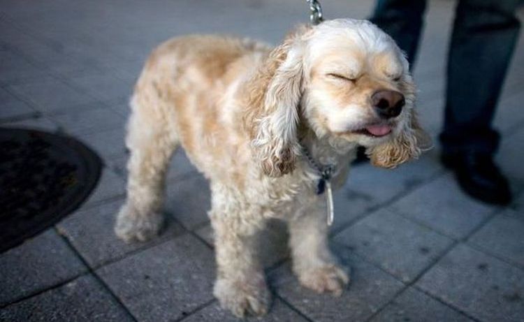 L'épagneul éternue