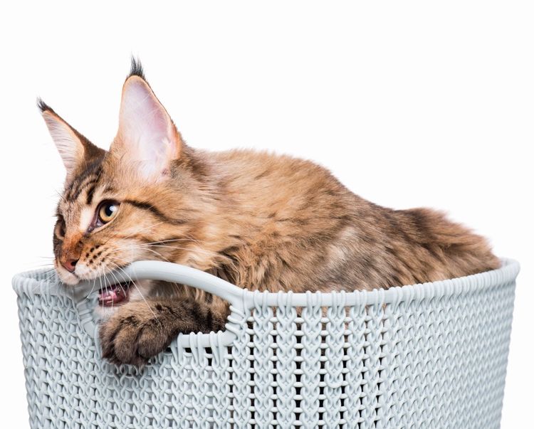 Le chat ronge le panier