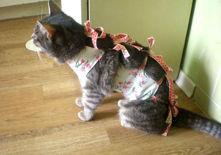 Un chat enveloppé dans une couverture après l'opération