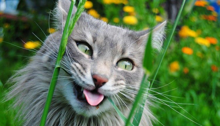 Chat dans l'herbe