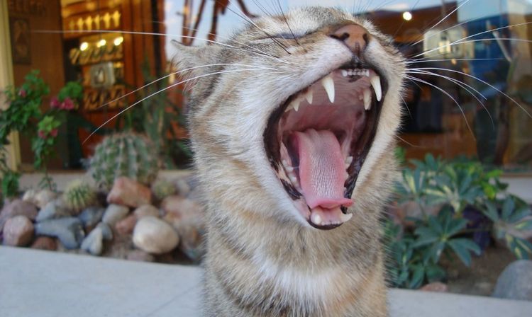 Inflammation des gencives chez un chat