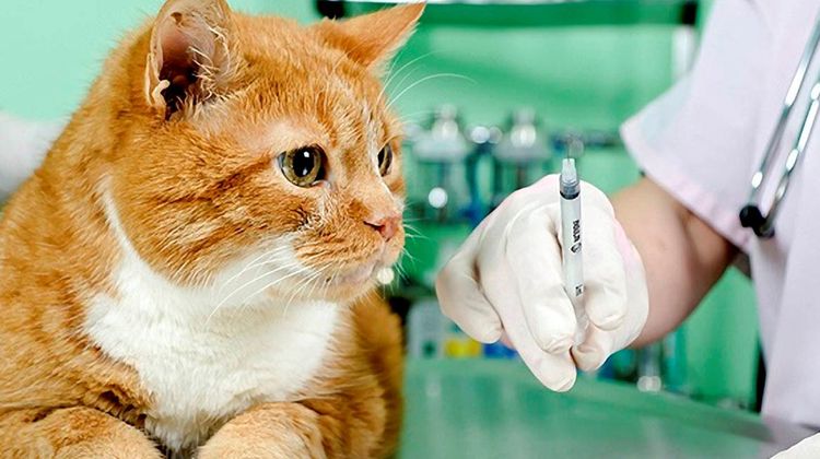 Un chat chez le vétérinaire