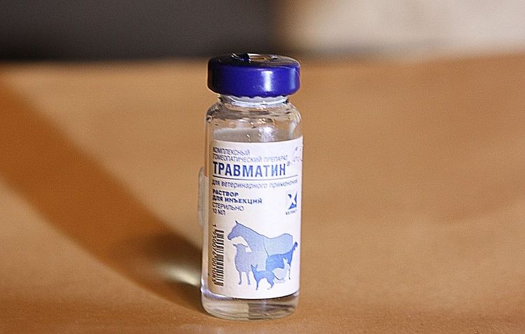 Traumatisme chez les chats