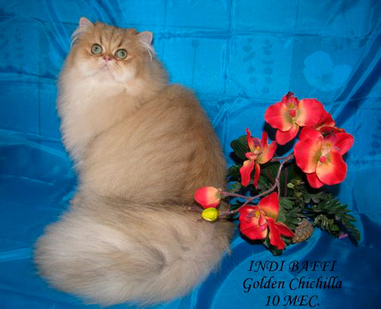 Chinchilla doré persan