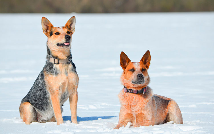 Couleur du Bouvier australien