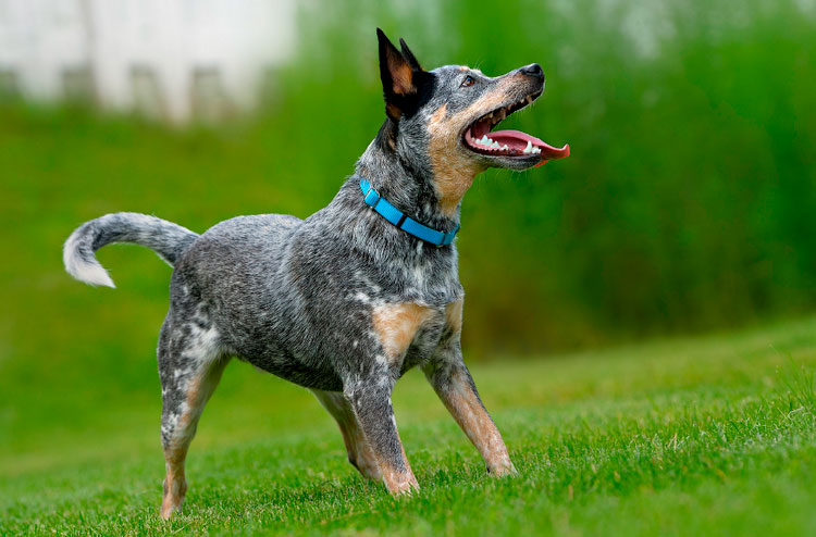 Photo de Bouvier australien