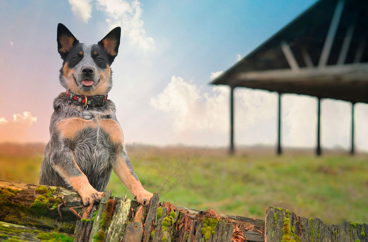 Chien Bouvier australien
