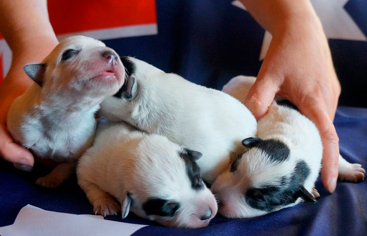 Chiots Bouvier Australien