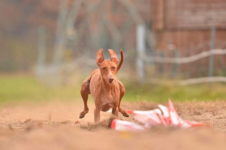 Cirneco dell'Etna en course