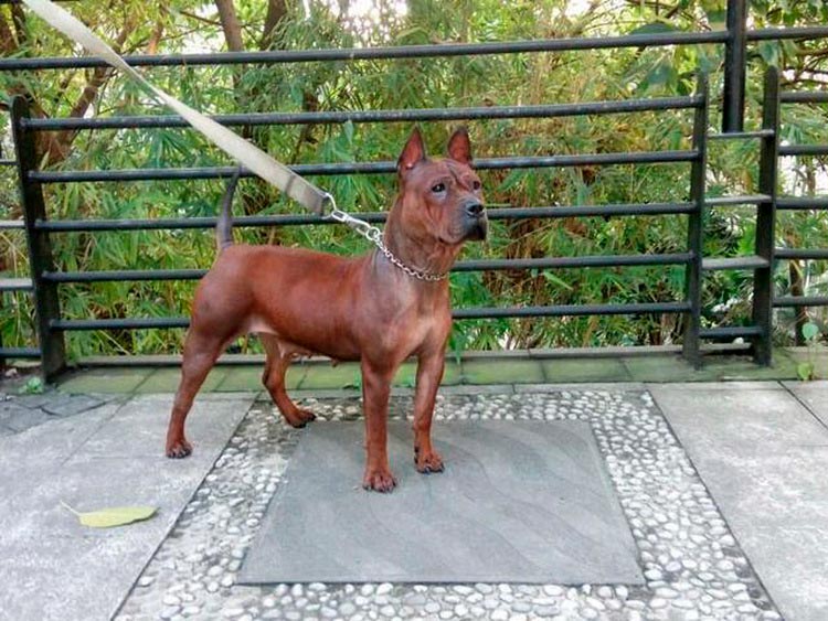 standard de race de Chongqing