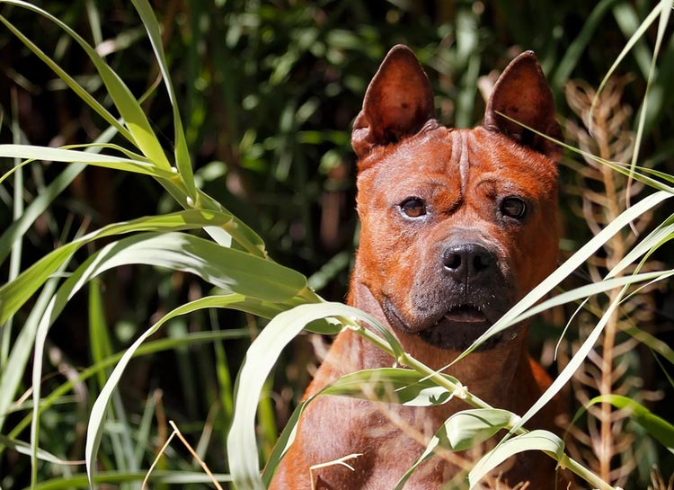 Chongqing - Chien oriental