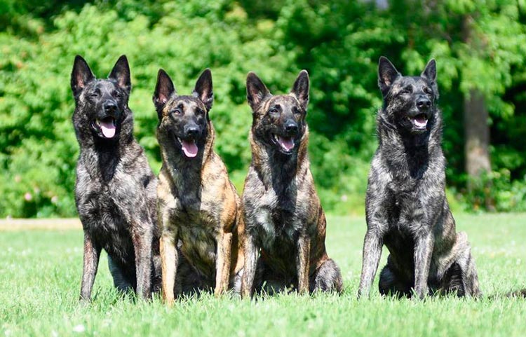 race de chien Berger Hollandais