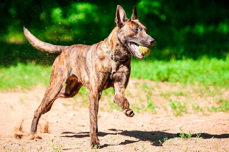 Berger Hollandais jouant