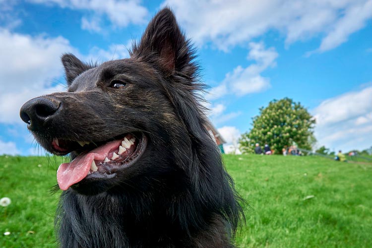 Berger hollandais à poil long