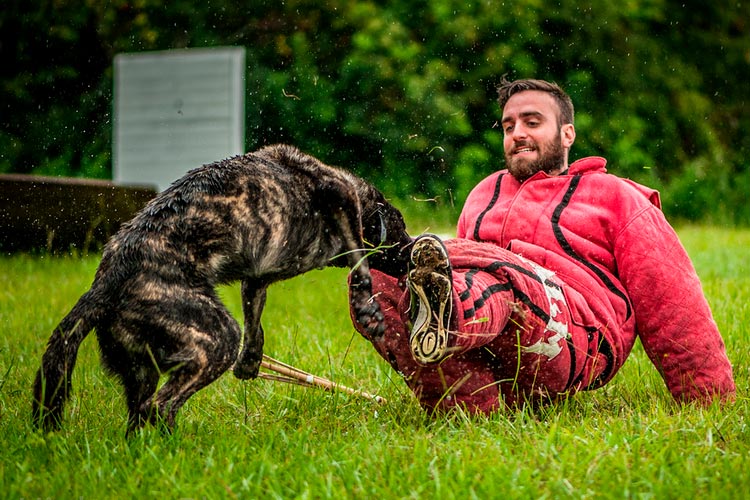 Berger hollandais en vêtements de protection