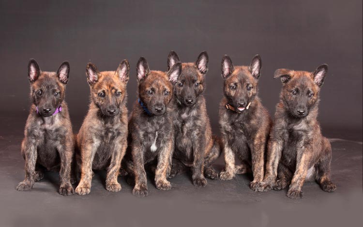 chiots Berger Hollandais