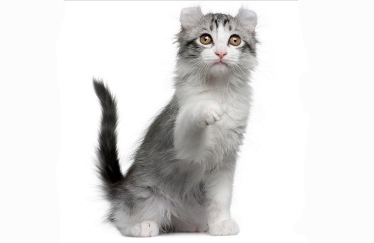 race de chat Kinkalow