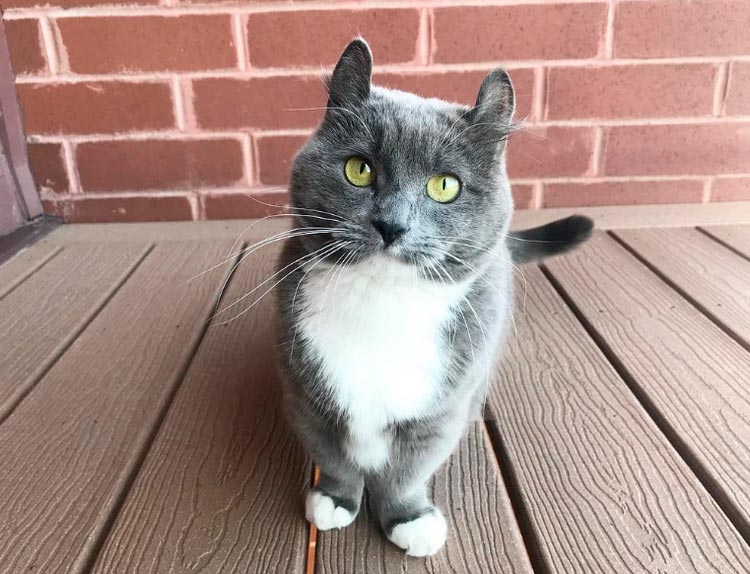 À quoi ressemble Kinkalow ?