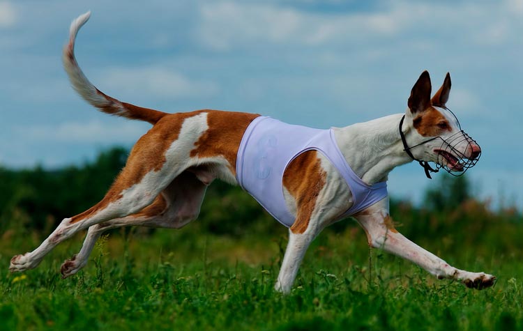 Course à pied Podenco Ibizan