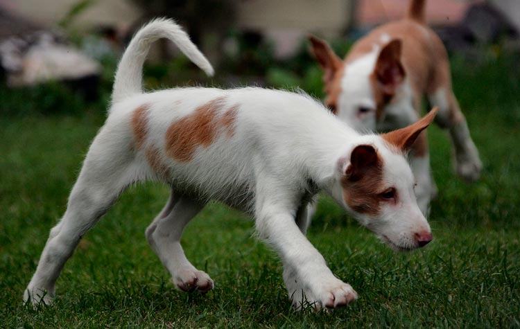 Chien d'Ibiza à poil dur