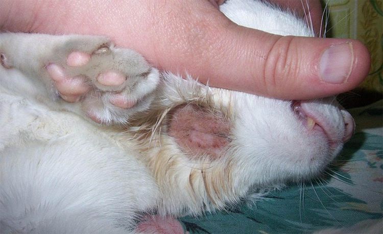 Champignons chez un chat