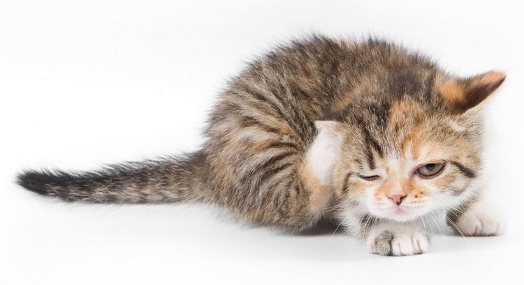 Des puces sur un chat