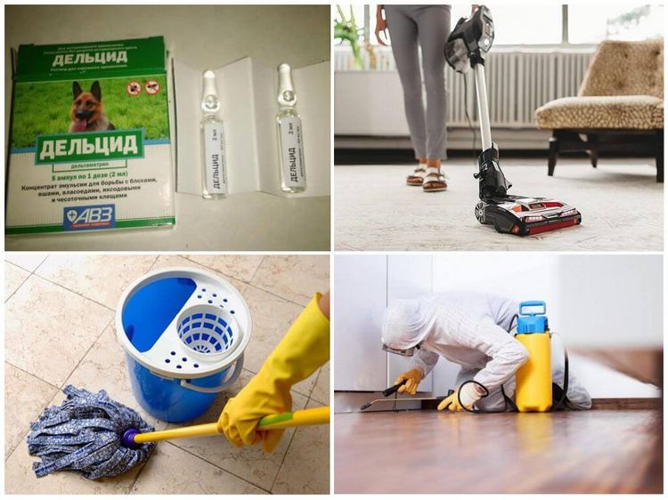 lutte antiparasitaire en appartement