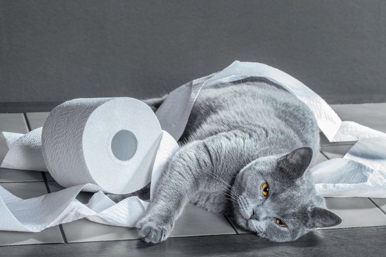 Chat et papier toilette