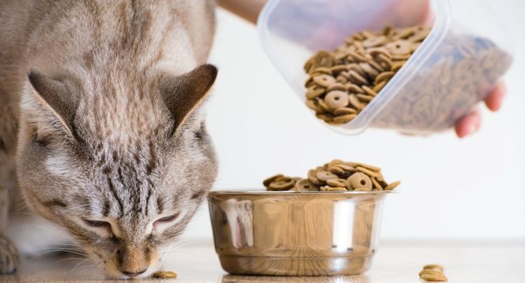 Le chat mange des croquettes