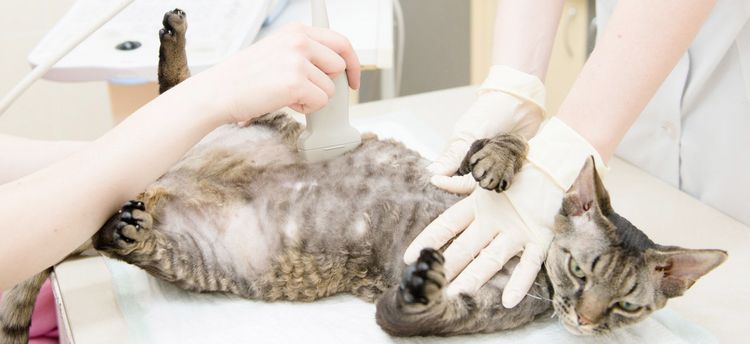 Échographie pour chat
