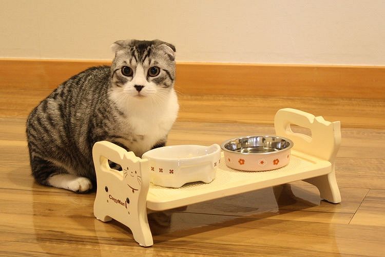 Le chat refuse de manger