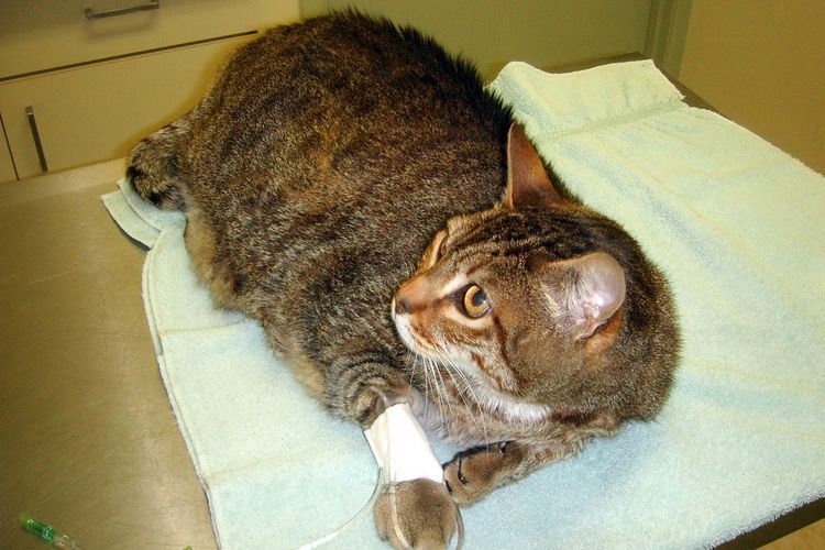 Traumatisme chez un chat